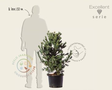 Pinus parviflora 'Schoon's Bonsai' 80/100 - Excellent