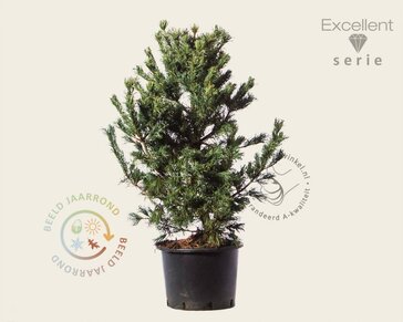Pinus parviflora 'Schoon's Bonsai' 80/100 - Excellent