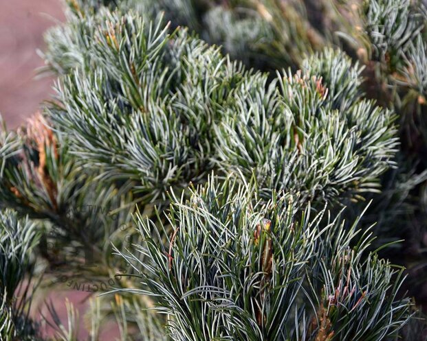 Pinus parviflora 'Tempelhof' 125/150 - Excellent