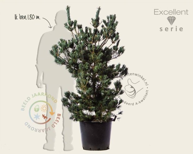 Pinus parviflora 'Tempelhof' 125/150 - Excellent