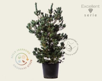 Pinus parviflora 'Tempelhof' 125/150 - Excellent