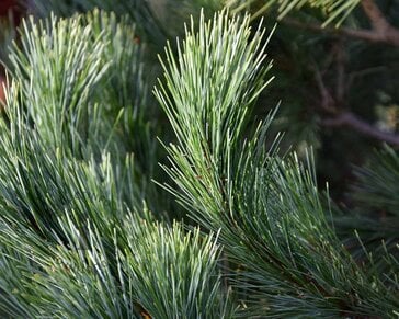 Pinus peuce 125/150 - Excellent