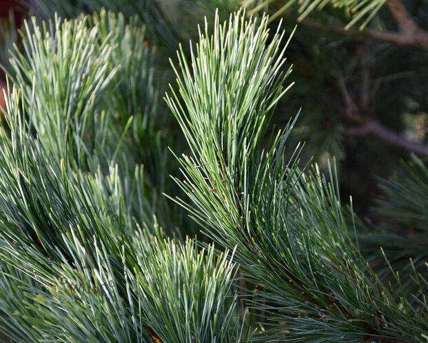 Pinus peuce 125/150 - Excellent