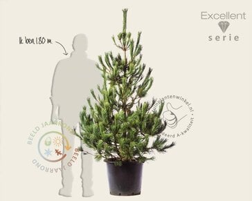 Pinus peuce 125/150 - Excellent