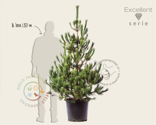 Pinus peuce 125/150 - Excellent