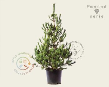 Pinus peuce 125/150 - Excellent