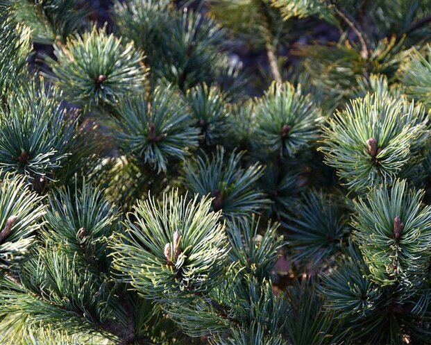 Pinus pumila 'Dwarf Blue' 80/100 - Excellent