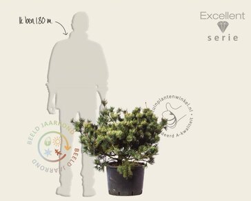 Pinus pumila 'Dwarf Blue' 80/100 - Excellent