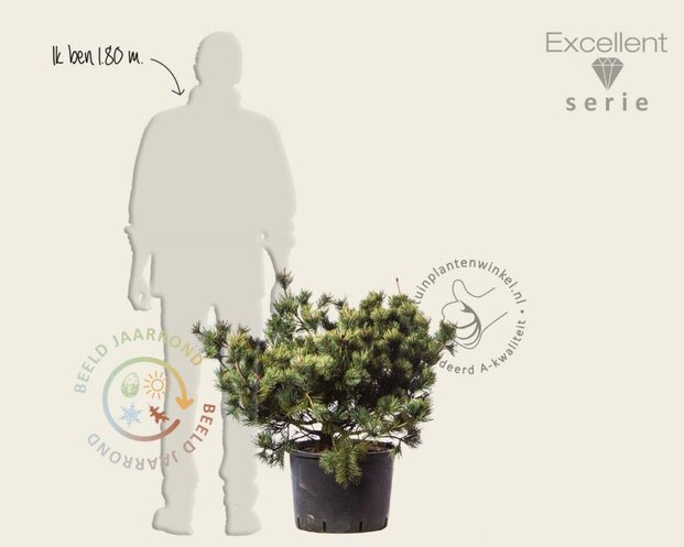 Pinus pumila 'Dwarf Blue' 80/100 - Excellent