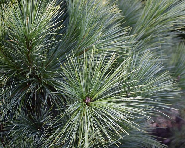 Pinus schwerinii 'Wiethorst' 100/125 - Excellent
