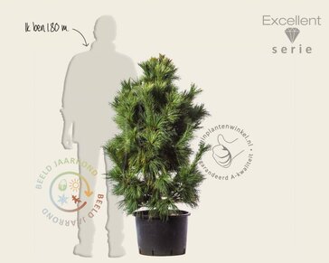 Pinus schwerinii 'Wiethorst' 100/125 - Excellent