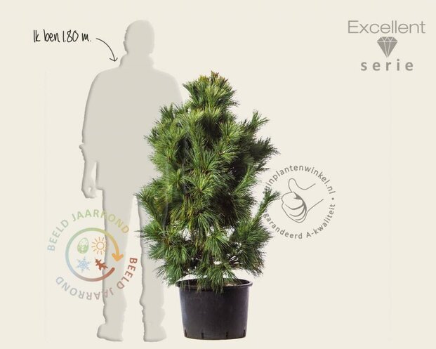 Pinus schwerinii 'Wiethorst' 100/125 - Excellent