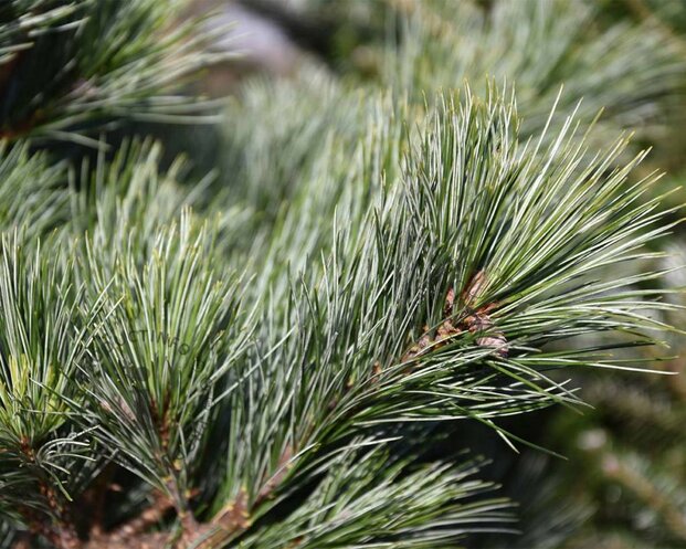 Pinus strobus 'Macopin' - Excellen
