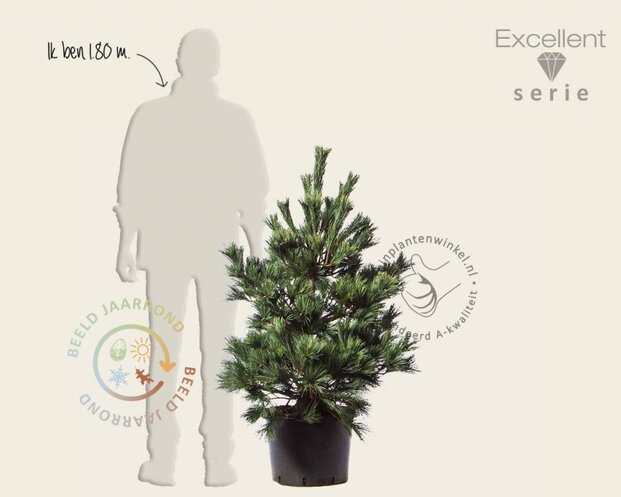 Pinus strobus 'Macopin' - Excellen