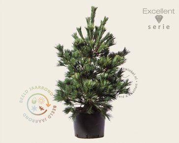 Pinus strobus 'Macopin' - Excellen