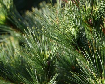 Pinus strobus 'Radiata' 80/100 - Excellent