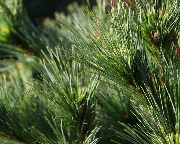 Pinus strobus 'Radiata' 80/100 - Excellent