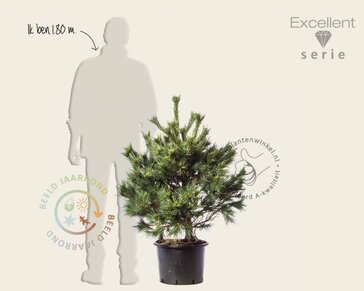 Pinus strobus 'Radiata' 80/100 - Excellent