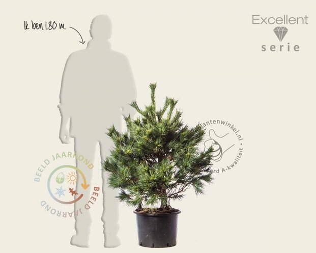 Pinus strobus 'Radiata' 80/100 - Excellent