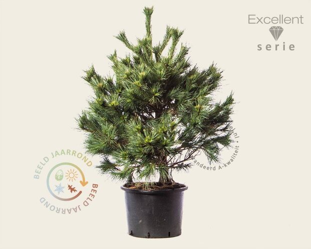 Pinus strobus 'Radiata' 80/100 - Excellent