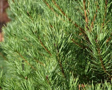 Pinus sylvestris 125/150 - Excellent