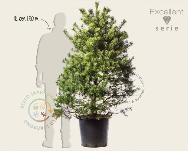 Pinus sylvestris 125/150 - Excellent