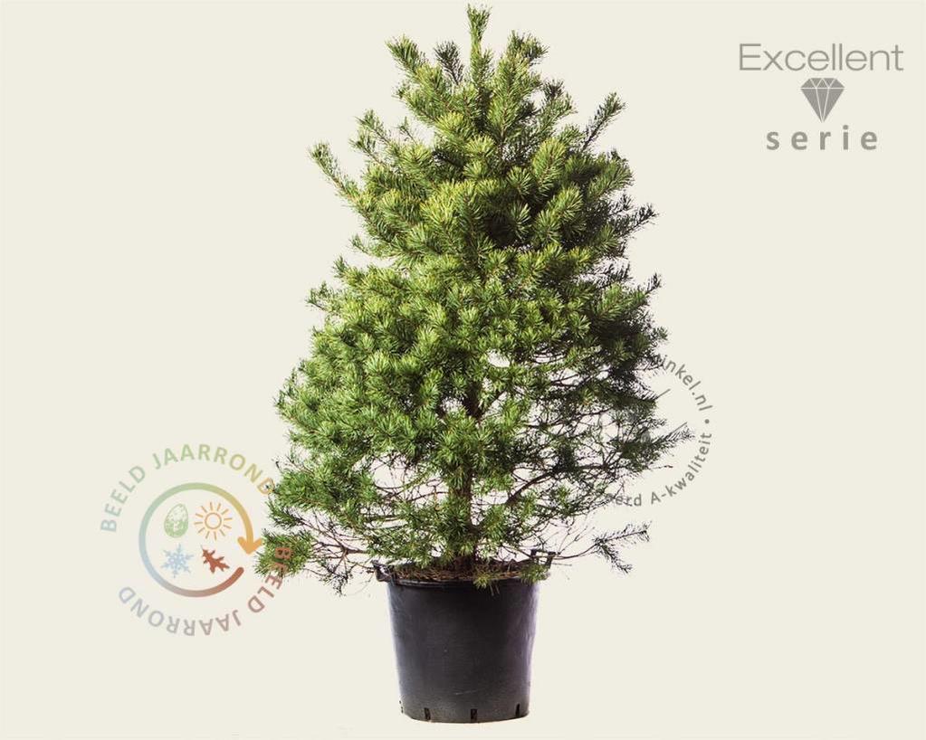 Pinus sylvestris 125/150 - Excellent