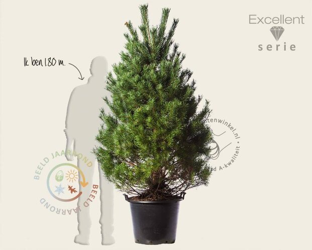 Pinus sylvestris 175/200 - Excellent