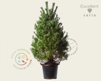 Pinus sylvestris 175/200 - Excellent