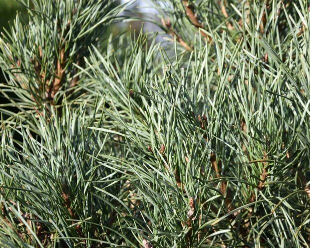 Pinus sylvestris 'Glauca' 125/150 - Excellent