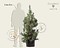 Pinus sylvestris 'Glauca' 125/150 - Excellent