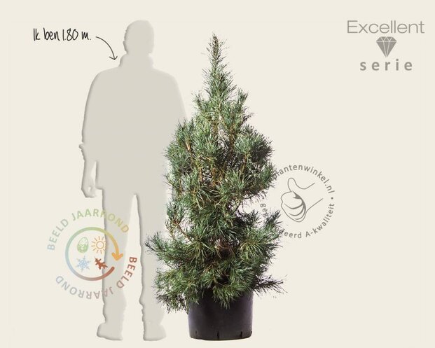 Pinus sylvestris 'Glauca' 125/150 - Excellent