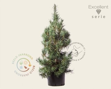 Pinus sylvestris 'Glauca' 125/150 - Excellent