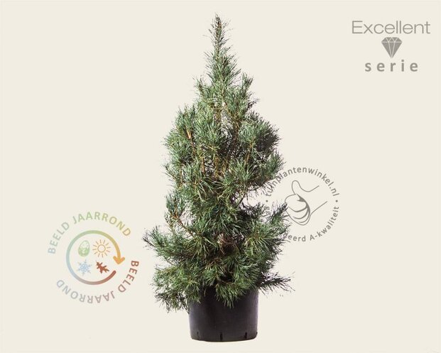 Pinus sylvestris 'Glauca' 125/150 - Excellent