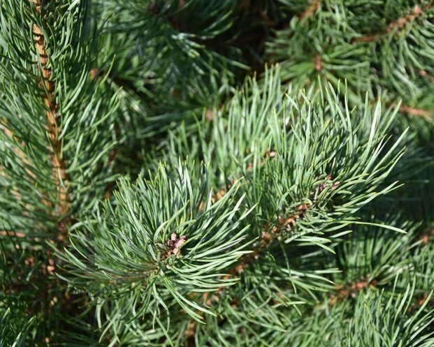 Pinus sylvestris 'Norska' - Excellent