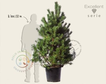 Pinus sylvestris 'Norska' - Excellent