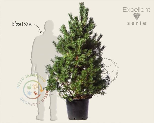 Pinus sylvestris 'Norska' - Excellent