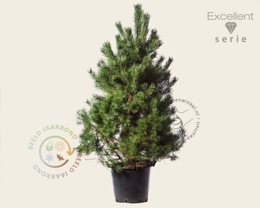 Pinus sylvestris 'Norska' - Excellent
