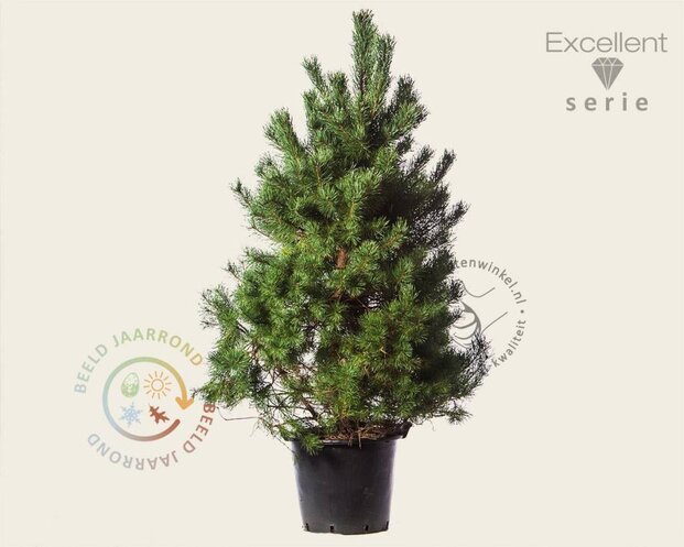 Pinus sylvestris 'Norska' - Excellent
