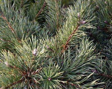 Pinus sylvestris 'Repens' 60/80 - Excellent