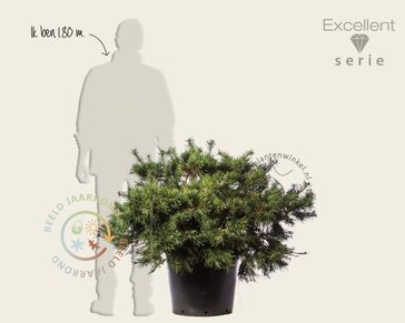 Pinus sylvestris 'Repens' 60/80 - Excellent
