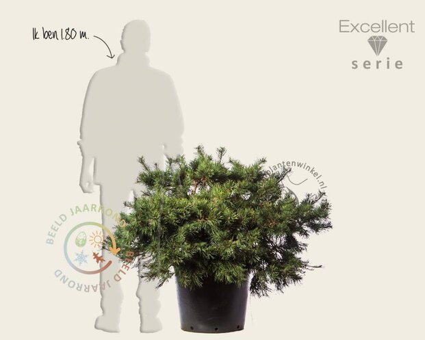 Pinus sylvestris 'Repens' 60/80 - Excellent