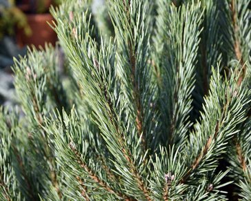 Pinus sylvestris 'Watereri' 80/100 - Excellent