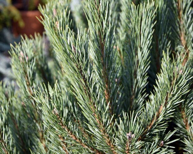 Pinus sylvestris 'Watereri' 80/100 - Excellent