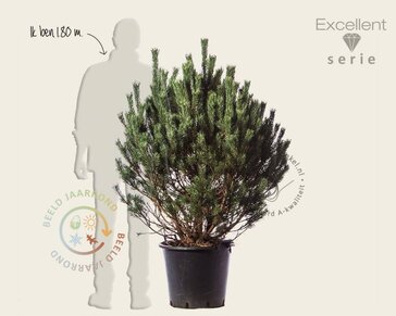 Pinus sylvestris 'Watereri' 80/100 - Excellent