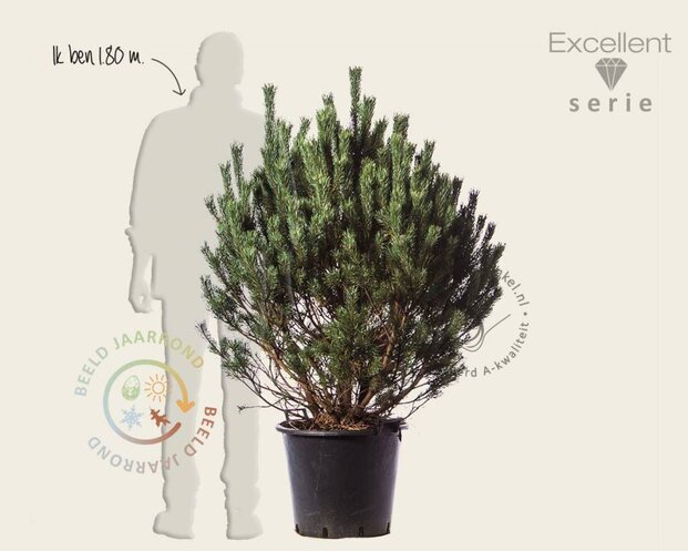 Pinus sylvestris 'Watereri' 80/100 - Excellent
