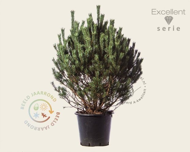 Pinus sylvestris 'Watereri' 80/100 - Excellent