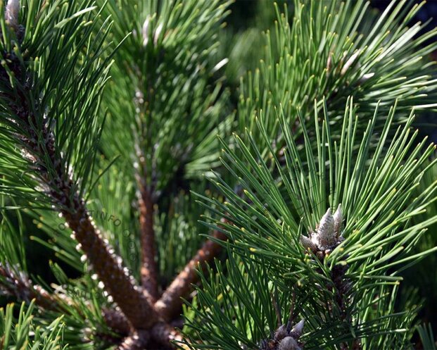 Pinus thunbergii 'Maijima' 80/100 - Excellent