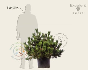 Pinus thunbergii 'Maijima' 80/100 - Excellent