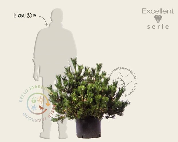 Pinus thunbergii 'Maijima' 80/100 - Excellent